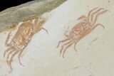 Two Miocene Pea Crab (Pinnixa) Fossils - California #177015-1